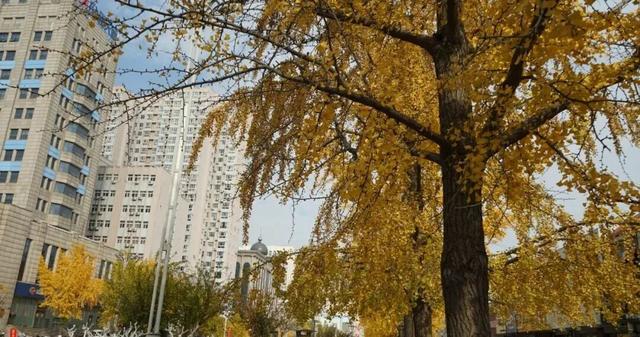 初冬诸城，小城意暖正当时