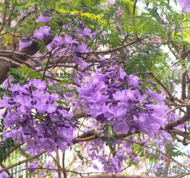 四月来华坪吧！在蓝花楹的花影里，邂逅春日限定的浪漫