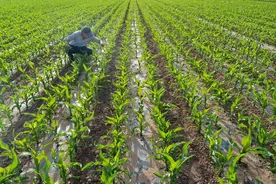 水库开闸放水浇地，大鱼太多也是麻烦，钓友：都是禁钓惹的祸图片