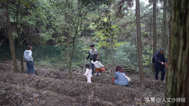 周末，来沙坪坝采“野味”呀~（附宝藏民宿/营地清单）