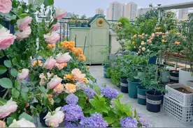 5种漂亮花，现在扦插“正当时”，插一根活一根，简单又省心图片