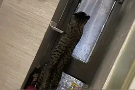 寻找一只猫一天至少走4万步！揭秘“宠物界的福尔摩斯”图片