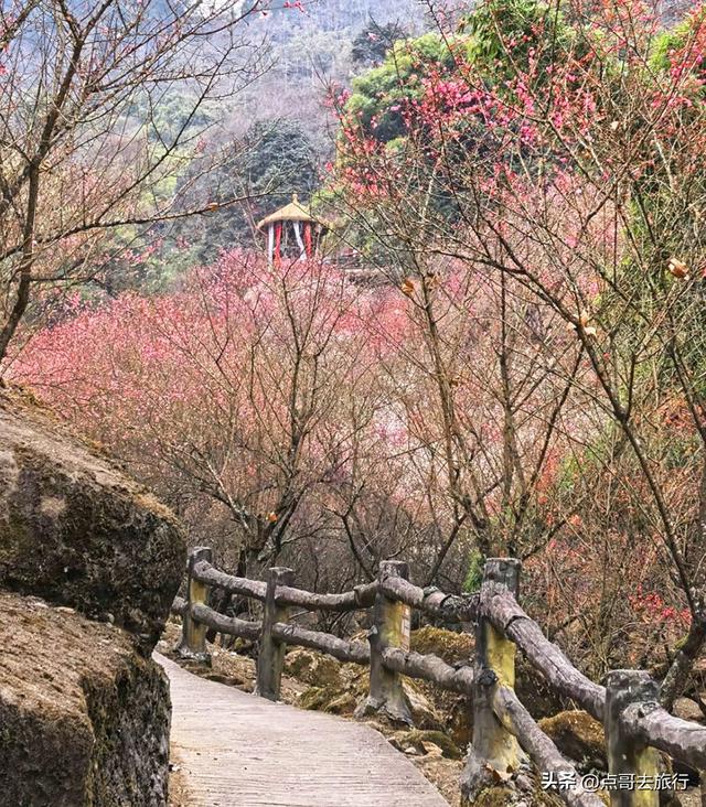 成都最大的山谷梅花开了，被称为蜀中第一赏梅胜地，却少人知道！