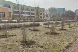 紫色花海即将上线！醉美哈尔滨，丁香满街路图片