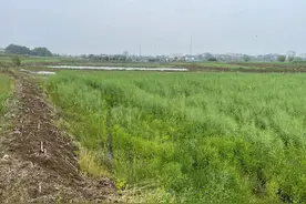 回忆在曾集下放的日子（四）知青生活的“苦”与“乐”图片