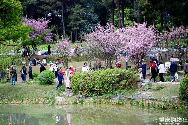 重庆这片免费花海开疯了,又多又美,公交轨道直达,适合全家出行