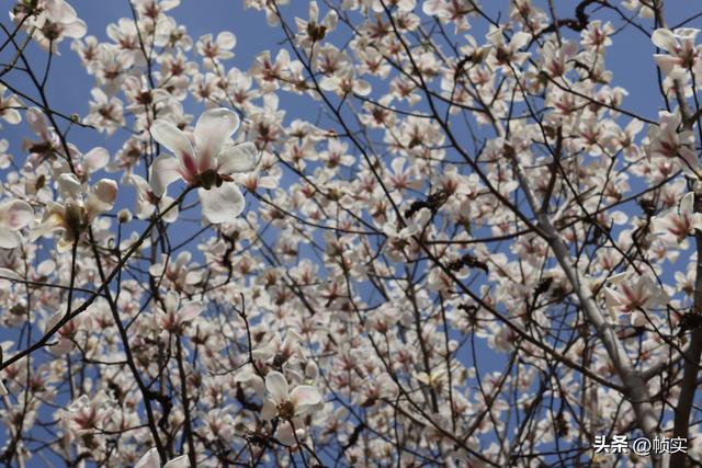 娇艳欲滴清新怡人，上海市花白玉兰竞相绽放美不胜收