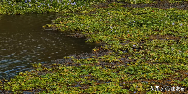 鄱阳湖畔的秋日舞会