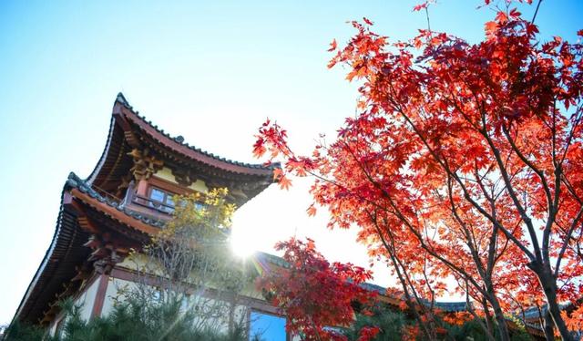 打卡定州限定秋景！