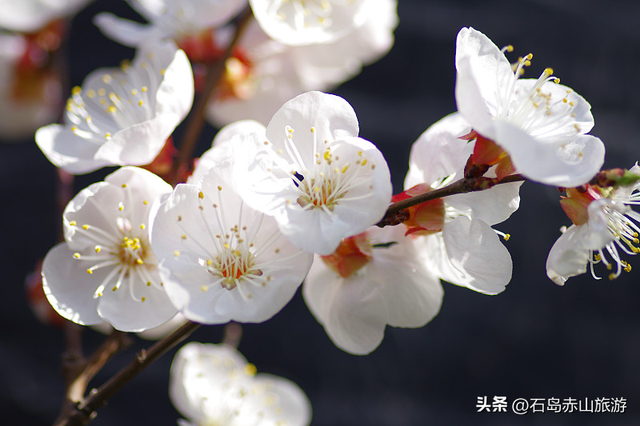 玉兰花开，春满赤山！清明小长假，赴一场山海间的踏青盛宴