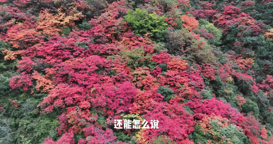 立冬别“猫冬”！来略阳赴一场红叶的约会！🤳