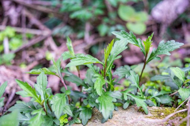 带娃去“吃春”！挖野菜、剥春笋、品春茶，这份亲子游清单请收好