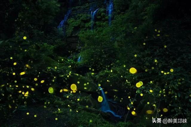成都天台山：擦亮萤火虫IP，生态保护与经济效益双丰收‌
