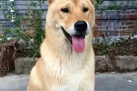 土狗不如洋狗?这7种中华田园犬一点都不比国外的品种狗差图片