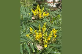 一种名字特别霸气的植物——细叶十大功劳。图片