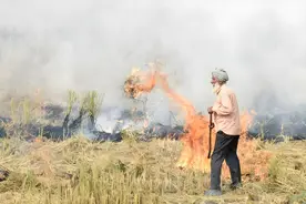 老百姓焚烧千年的秸秆，为什么专家不让烧了？禁焚秸秆是对是错？图片