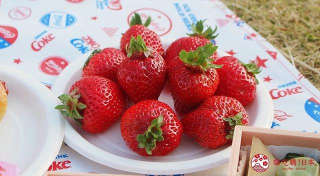 东京采草莓景点10选：新宿、涩谷当日来回、多样草莓品种吃到饱