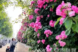 繁花开、夏意浓！在安阳打卡花花，拍不完，根本拍不完……图片