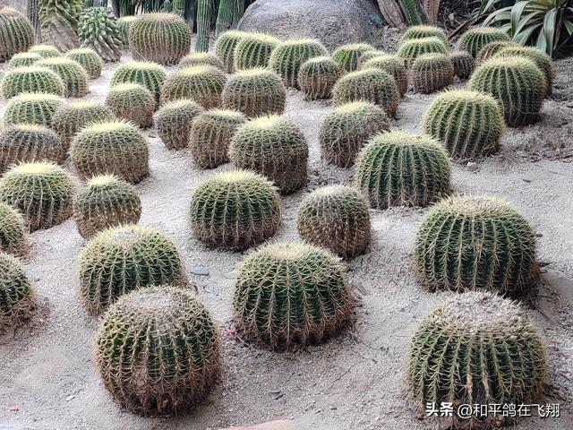 厦门植物园：邂逅自然的绮梦