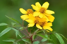 蚊子最怕的竟然不是蚊香？阳台种这3种花，整个夏天零叮咬图片