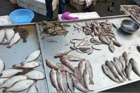 多吃海鱼好，这5种海鱼很脏，含有大量重金属或寄生虫，建议少吃图片