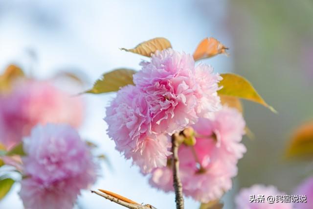 武汉赏樱花秘境，一篇告诉大家