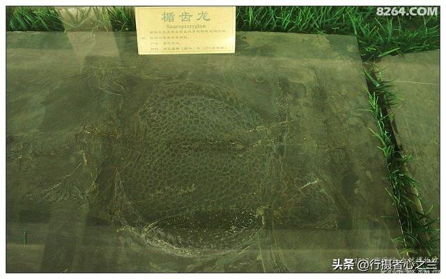 山东行游影记（36）—平邑天宇自然博物馆（十一）
