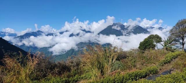 比格林童话更美！墨脱这个村坐拥雪山茶园秘境