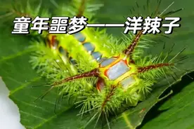 消失的农村 “三奇”：土狗子、洋辣子、蚰蜒，为什么越来越少了？图片