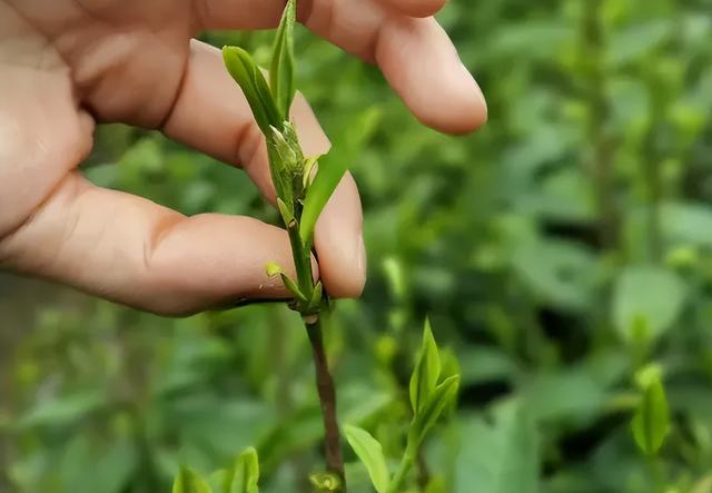 青睐绵阳 || 这个春天，来平武赴一场Color Walk