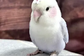 第一次见到这样可爱的小鹦鹉图片