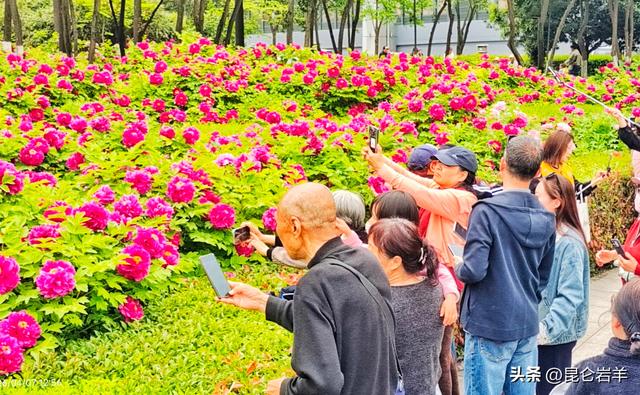 西安市金光门牡丹苑2万株牡丹花盛开市民游客爆棚争相赏花留影