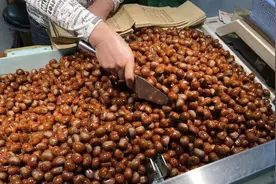 冬日补品-板栗，为什么有那么多人喜爱图片