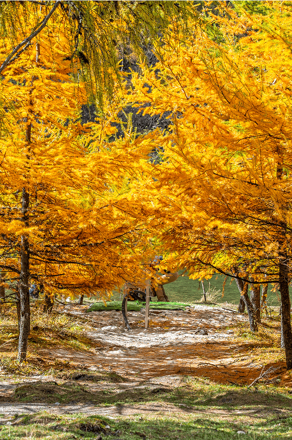 免门票丨毕棚沟献给全国师生们的秋日礼物！