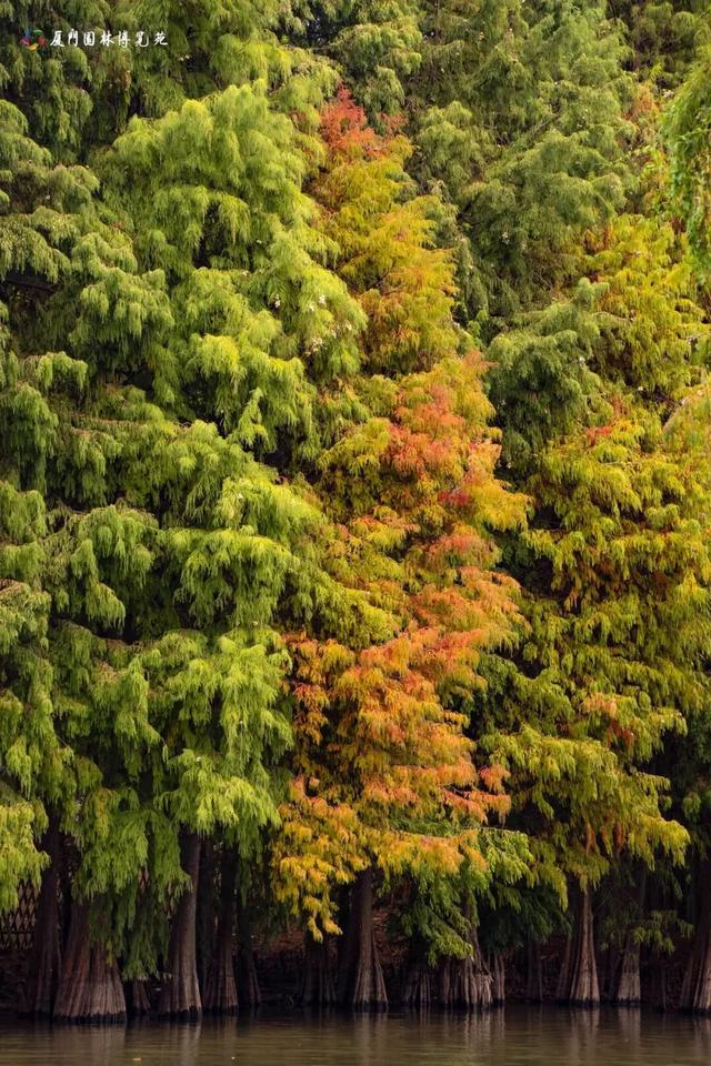 这是冬天？厦门暖冬花花花花花花样缤纷~