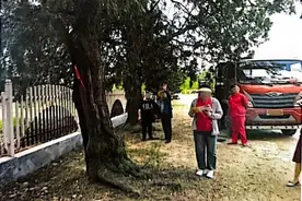 倒霉司机！北京一棵210岁古树被货车撞伤，结果被天价索赔？图片