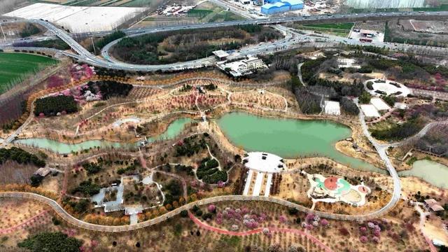 淮阳森林公园 · 梅园——花开正浓，香气四溢