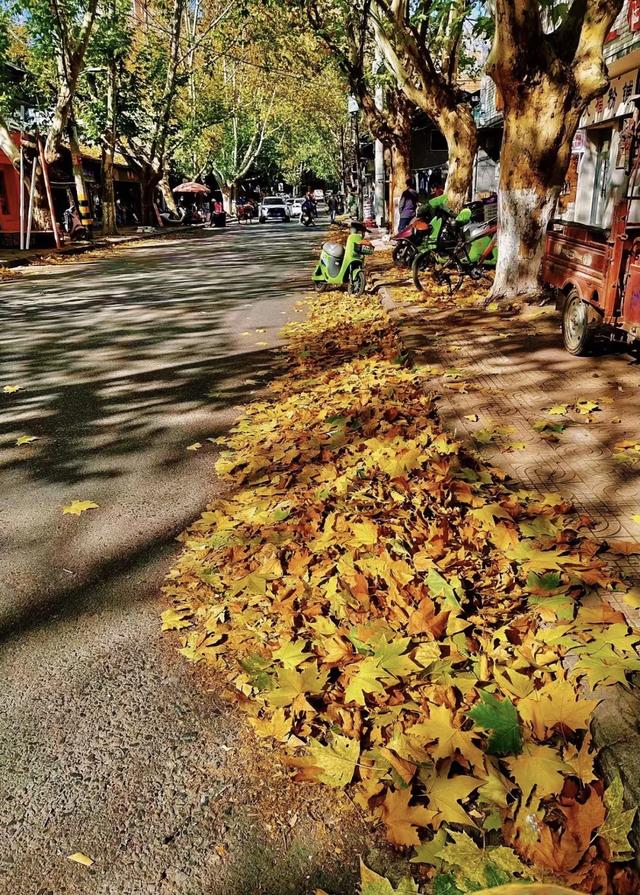落叶有情!让汉中的秋天再“飞”一会 →