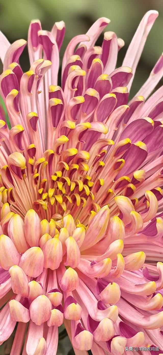 秋风独宠一园菊，晚来香艳出樊篱——北京北海公园2025年菊花展