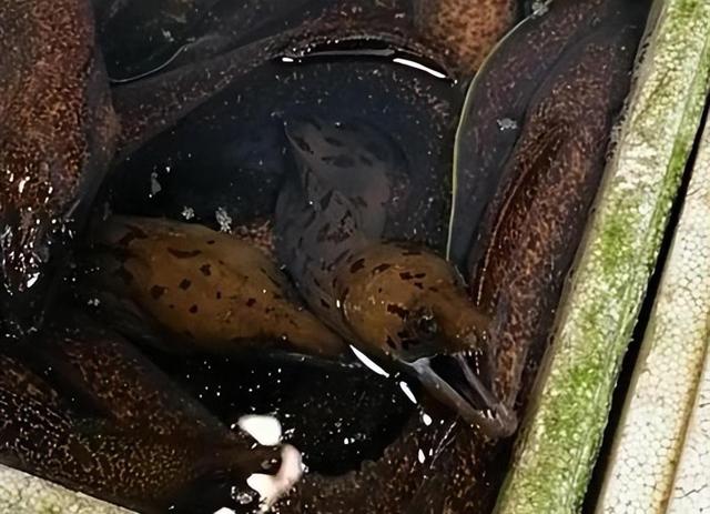 大恐怖？广东男子夜钓连钓3条大油锥！网友：收竿！水下有腐尸！