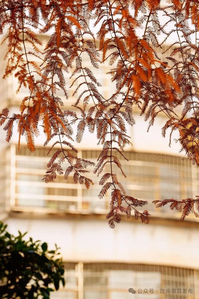 徽县：水杉的冬日华彩