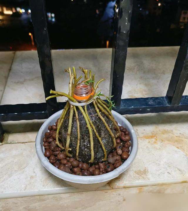 北京一45岁姐姐，因“穷养太阳花棒棒糖”而走红，省钱又治愈！