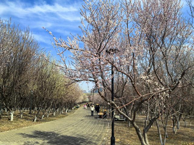 滹沱河畔桃花红