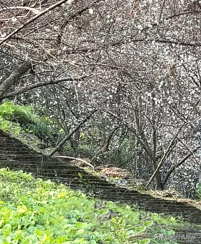 成都3000亩梅林开花了，被称为成都“小林芝”，非常震撼，免费！