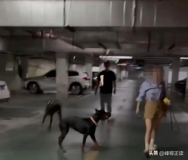丹阳杜宾犬最新后续：网友不满处理依旧炸锅，养狗人终于登门道歉