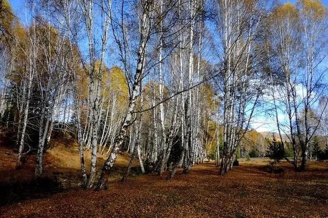 禾木：大自然最深情的画卷