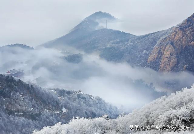 秦皇岛多地惊现雾凇奇观，玉树琼枝，绝美不输东北！
