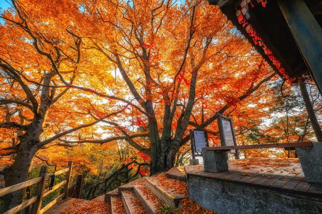 巴山红叶邀您赏！巴中携真金政策赴沈，双向奔赴藏着秋日最美邀约