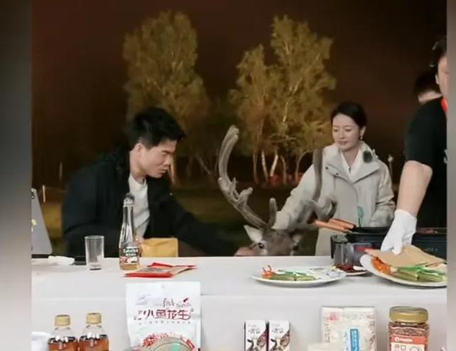 阅山河黑龙江行董宇辉收获大，见了迟子建老师，又有驯鹿意外造访