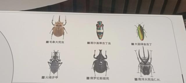 西安长安云昆虫展你来了吗